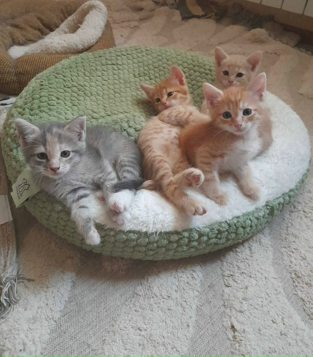 В ПОИСКЕ ДОМА!!!
В заброшенном коллективном саду молод?...