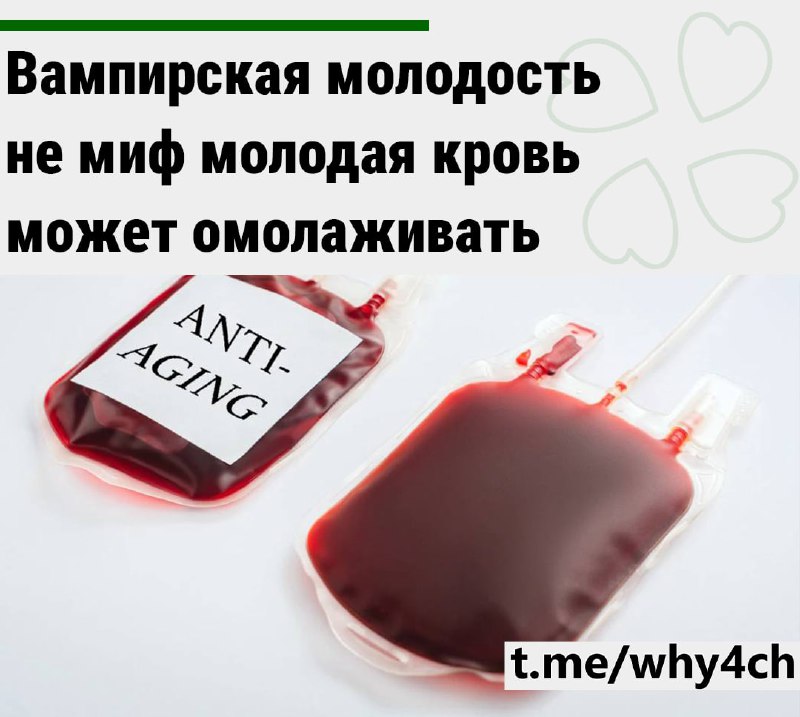 Немецкие учёные выяснили, что комбинация молодой крови и костного мозга способна запускать процессы