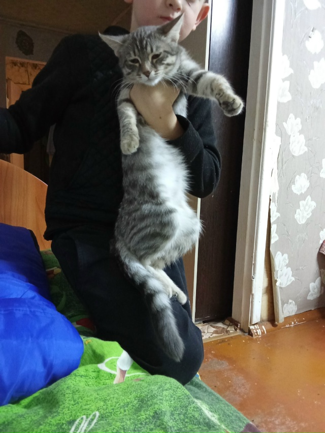 Отдам котёнка 4 месяца завут Илиза в хорошие руки латте...