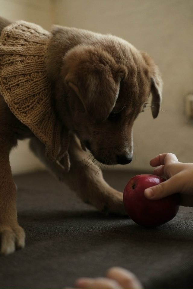 ‼️Две девочки и два мальчика очень хотят быть домашни...