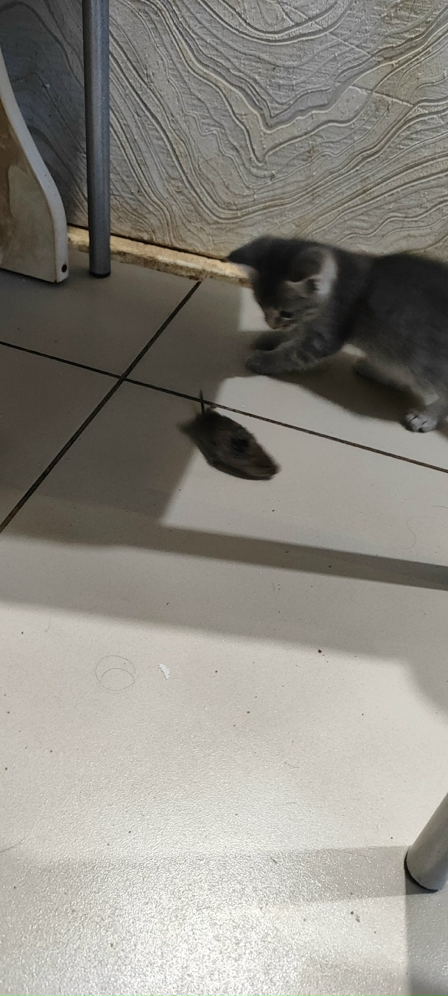 Отдам котенка девочку в добрые руки тел:89033679360