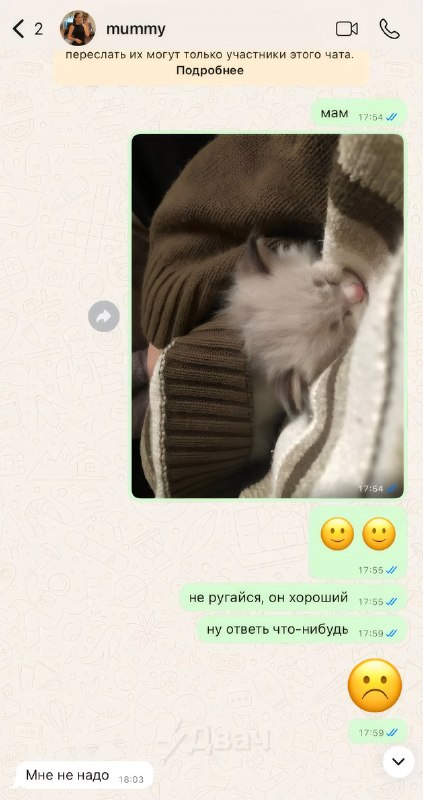 Россиянка сделала ремонт на кухне под цвет глаз кота, хотя изначально была стопроцентно против того,