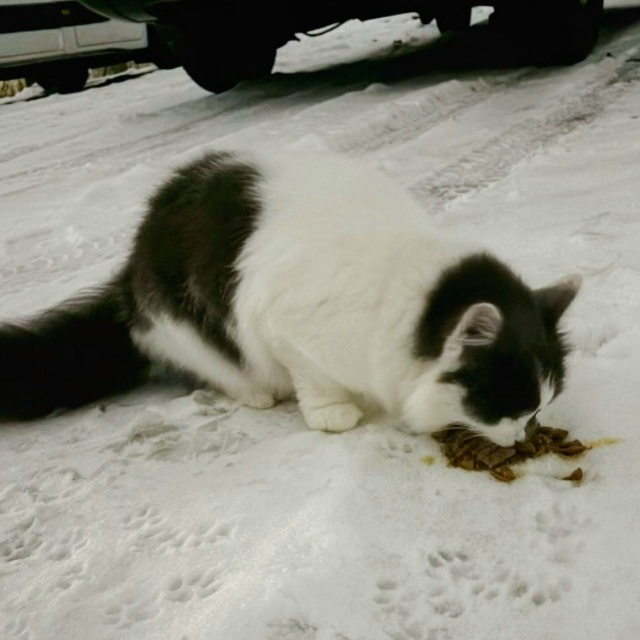 Пожалуйста, помогите найти кота🙏
Последний раз его ви...