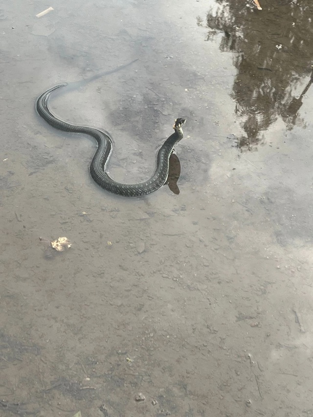 На советской змеи 🐍 в лужах !