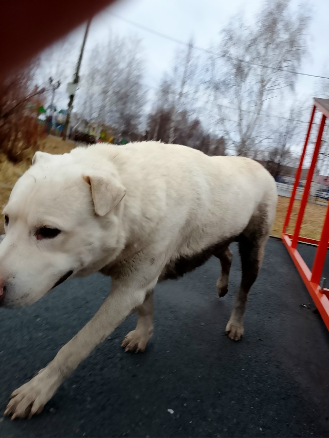 Пост для ваших животных в комменты отдам приму нашли п?...