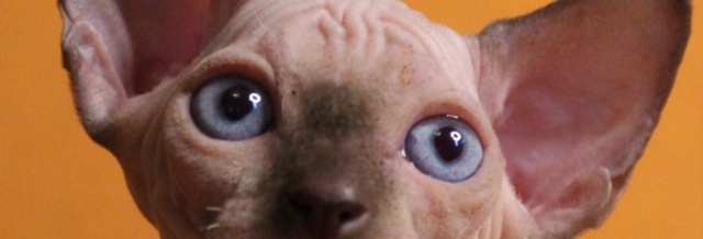 Чем глаза сфинксов отличаются от глаз других кошек? от?...