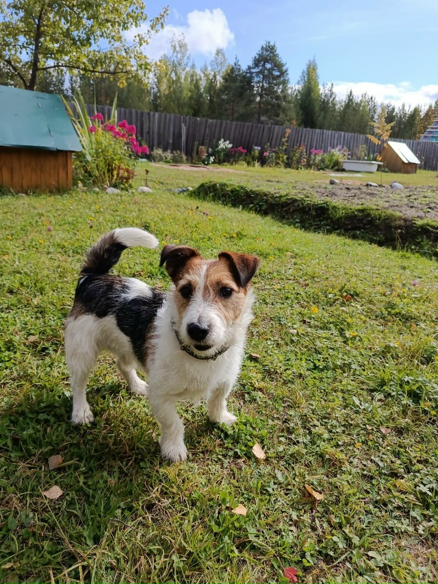 Пропала собака на лыжном стадионе в районе второго мос...