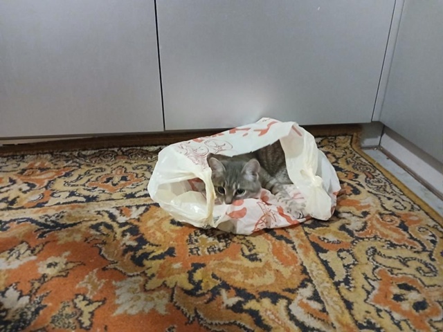 Не #мявстерская
Пакетик