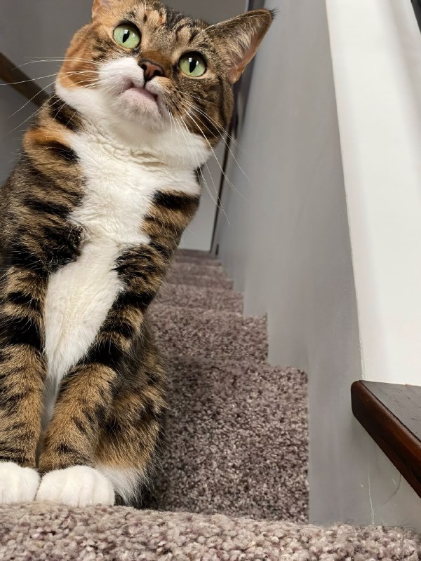 У этой кошки по кличке Прелесть нет двух верхних клыков, из-за чего она жёстко завирусилась в инете