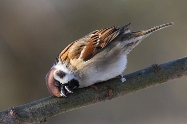 Спящий воробушек — это прям про меня, они не считает се...