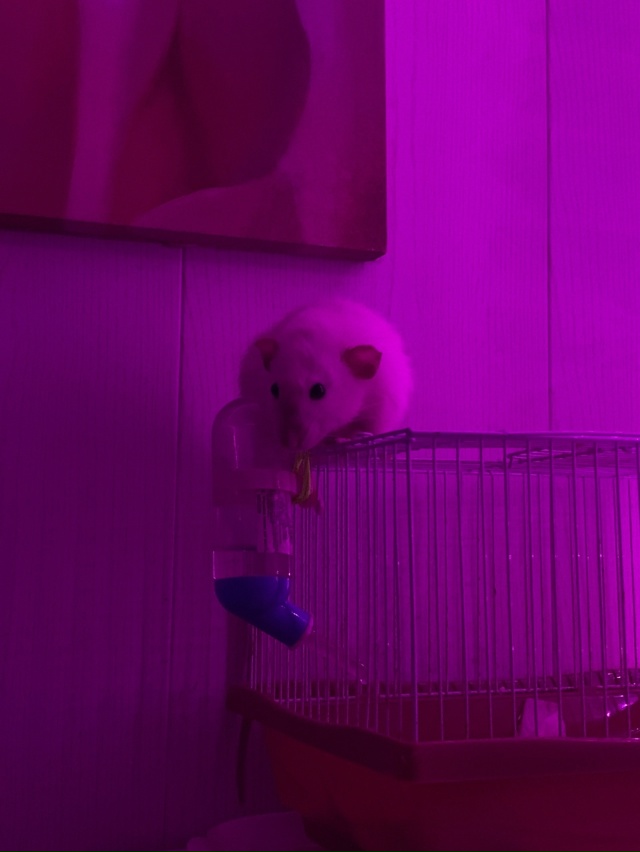 Отдам крыску а добрые руки,остальное в лс!)