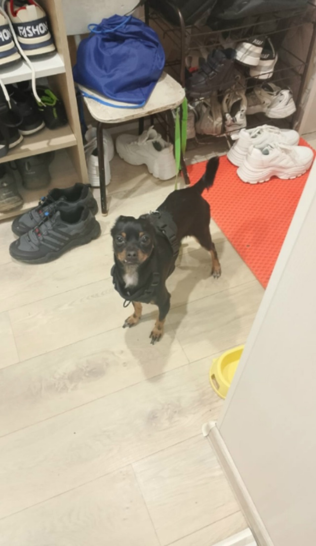 Всем здравствуйте, уже надоело... Вот это собаку на юге ?...