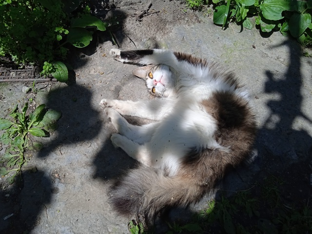 У кота хищное выражение лица, а все потому, что он утром...