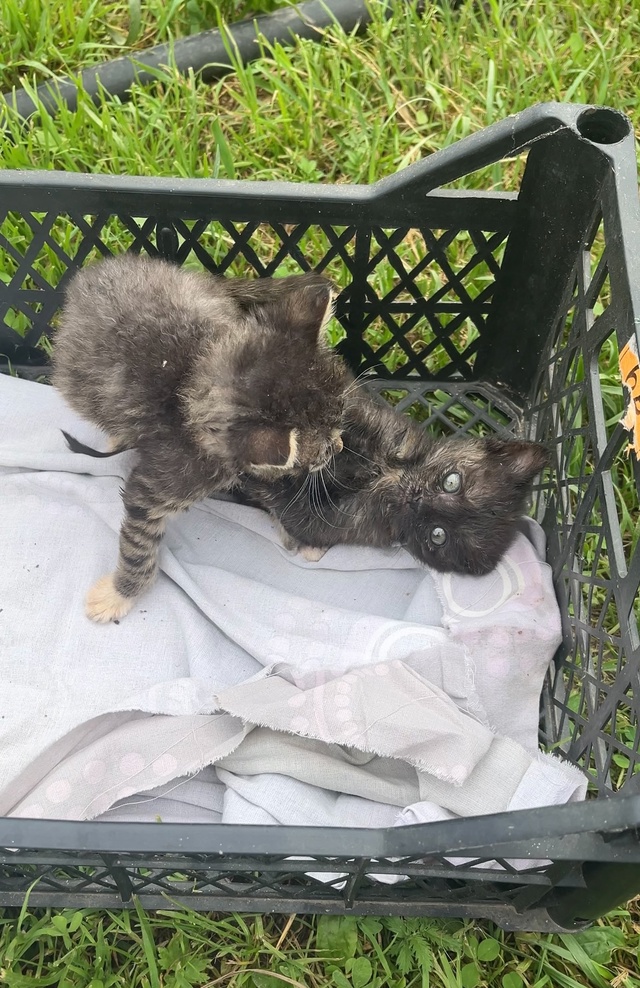 Котята ищут дом!!!🐈🐈‍⬛
В добрые и надежные руки🥰