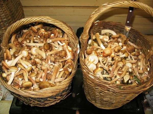 🍄‍🟫Пенсионерка заработала отек мозга и тяжелое отравление после того, как 4 дня подряд ела грибы, —