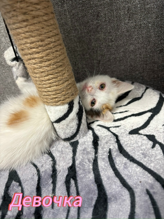 Отдам котят в добрые руки🤗
Котята ласковые, игривые, л...