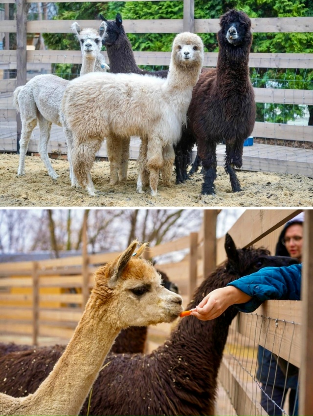 Вот такие пушистые очаровашки теперь живут в парке ЦПК...
