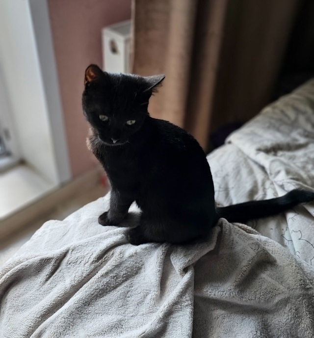 🖤 🧛‍♀Ласковый котомальчик ищет себе новый дом ❤🐈??...