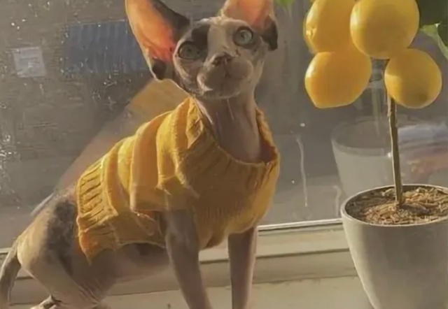 Почему кошки не любят 🍋‍🟩 цитрусовые ?😸
Оказываетс...