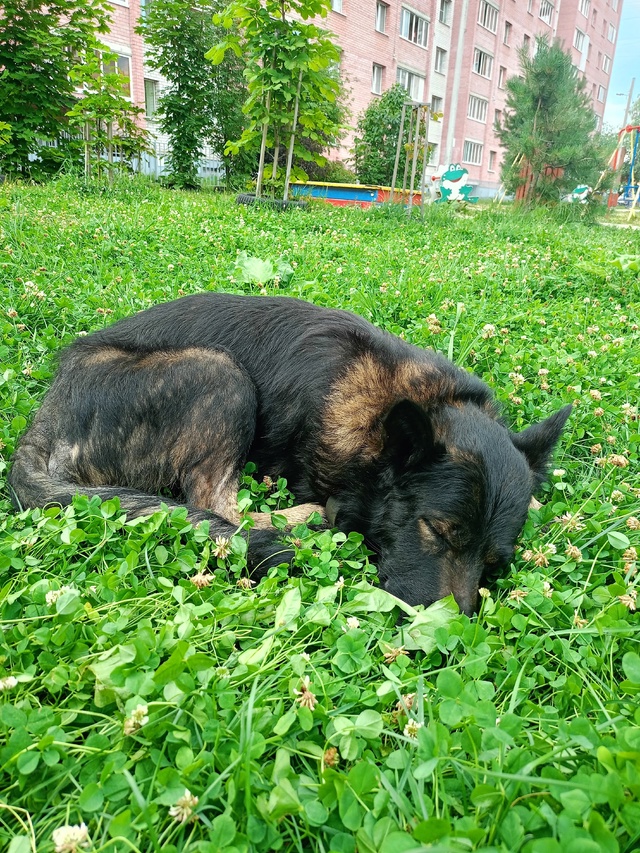 На Громова 46, корп. 3 сидит собака со сломанной лапкой, с...