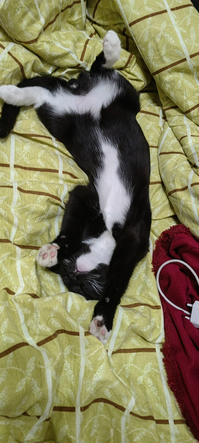 Доброго времени суток. Помогите найти кота, пропал. В р?...