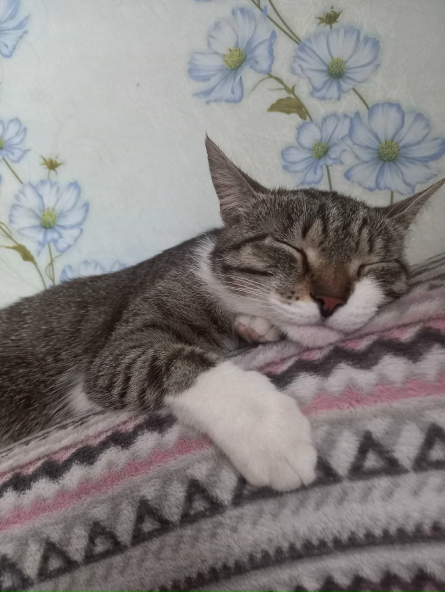 Мы все еще в поиске нашей кошечки, очень ждем ее дома и ?...