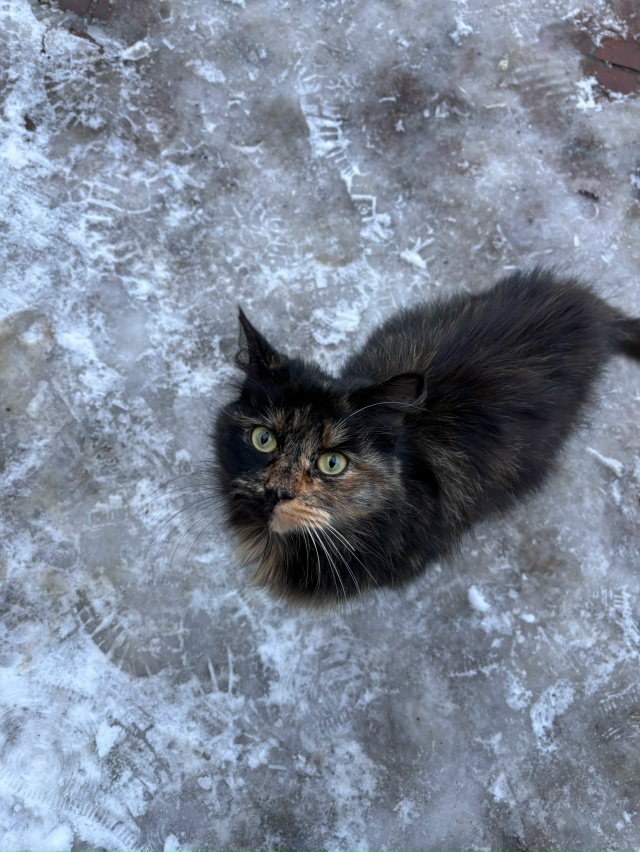 Добрый день, в магазин «Пятерочка» у белого магазина п?...