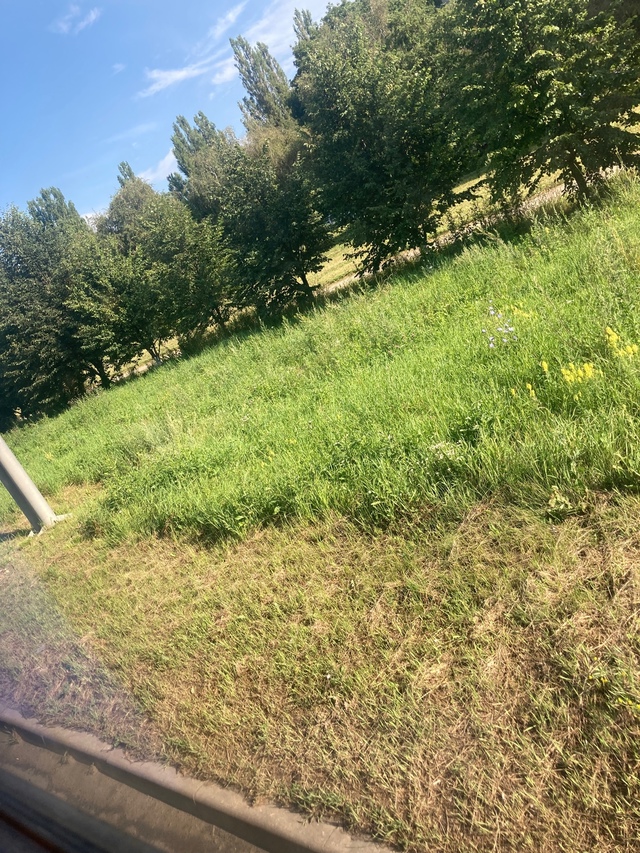 Вот так косят траву в Курчатове 👍 метр от дороги, а дал...