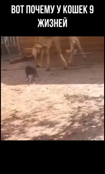 Безумные коты