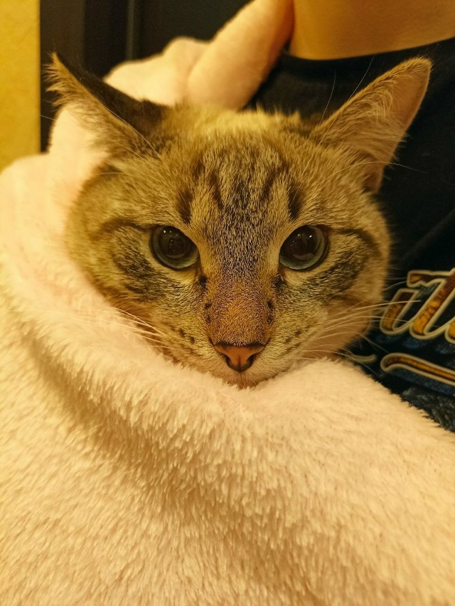 Красавчик Арбуз 😺