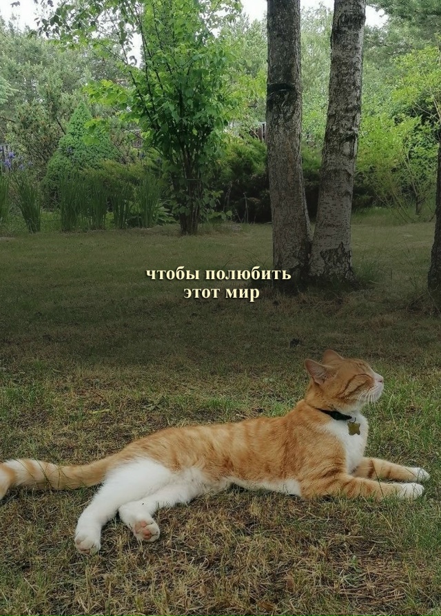 Котики они такие)