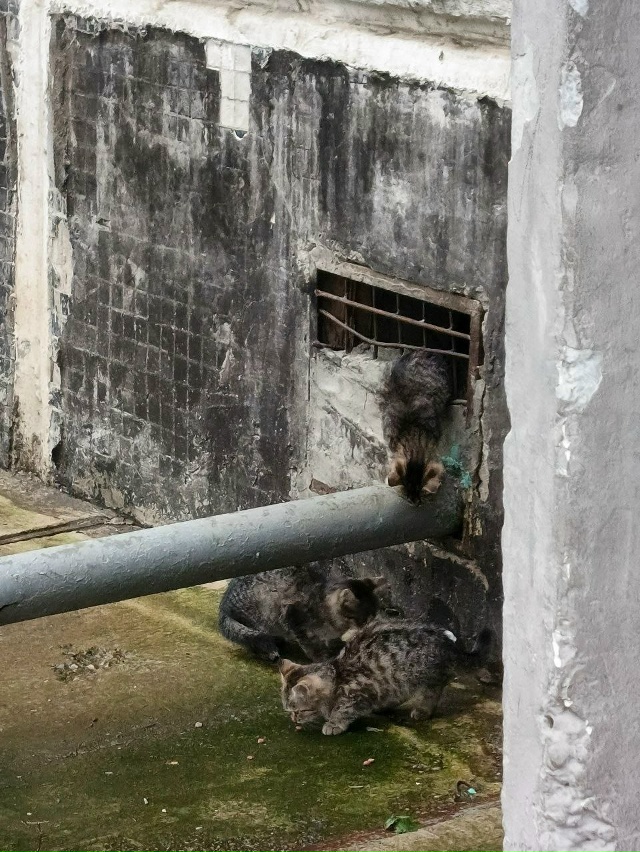 На Панфилова 10 в подвале у 3 подъезда 4 маленьких котёнк...