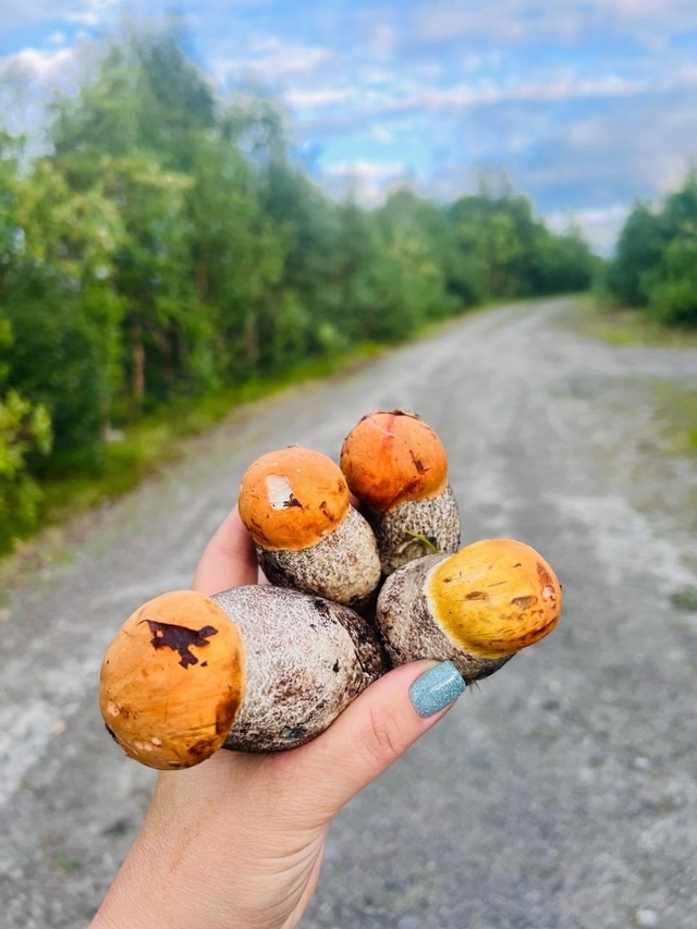 🍄 Мурманчане делятся фотографиями своих богатых гриб...