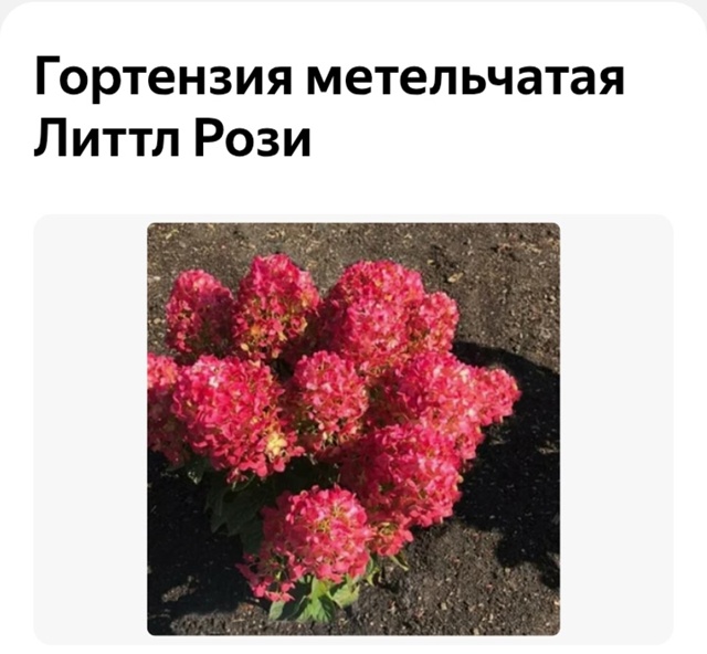 Предлагаю вам гортензии и хосты разных сортов.
Гортенз...