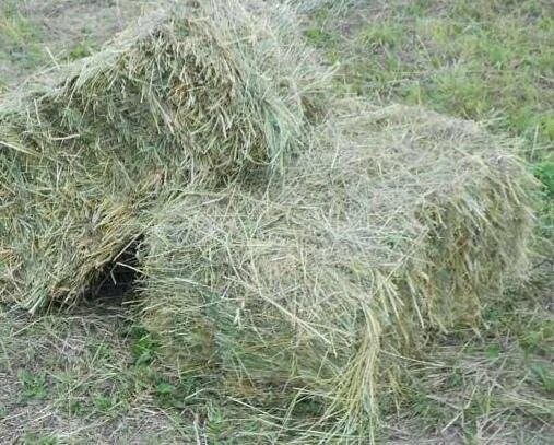 Продаётся сено ( разнотравье) в тюках , все вопросы по т?...