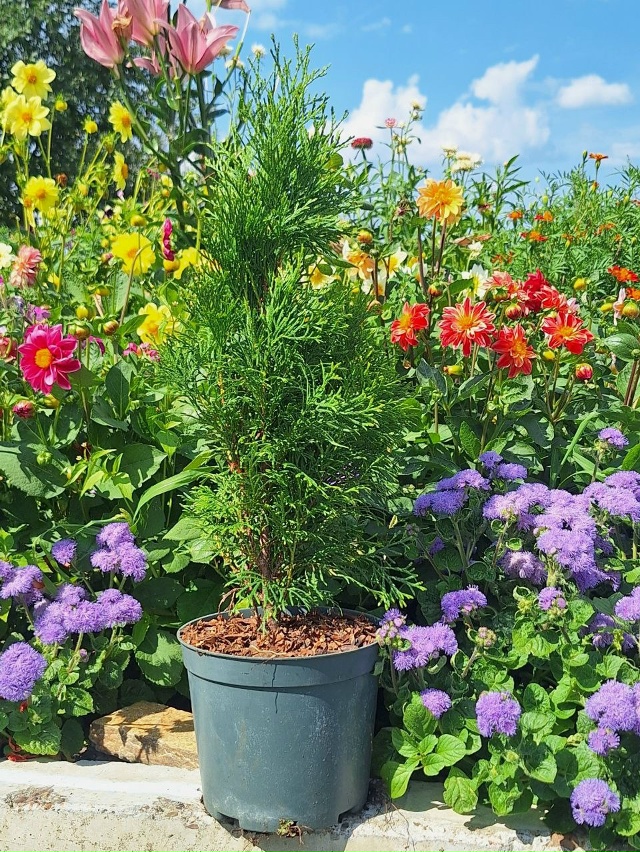 Создайте свой зеленый оазис! 🌳✨
Мечтаете о пышной жив...