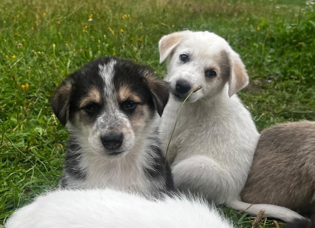 Срочно! Ищем дом малышам 🐶
Буду очень признательна, е?...