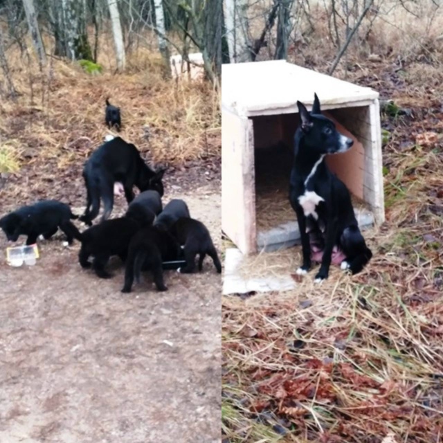 🆘История собачьей семьи из общаги закончилась печаль...