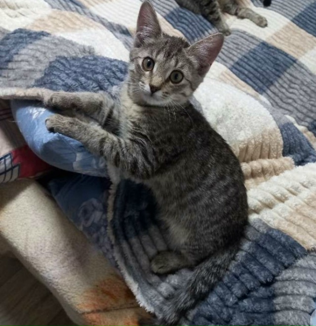 Отдам в добрые заботливые руки кошечку, стерелизованн?...