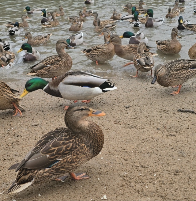 Уточки на пруду в Балатовском парке. Фото Love Yawa