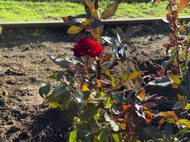 🌹Улица Фрунзе продолжает преображаться.
Озеленители...