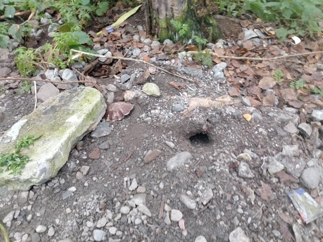 В начале лета на ул.Северной д.22 сделали контейнерную п...