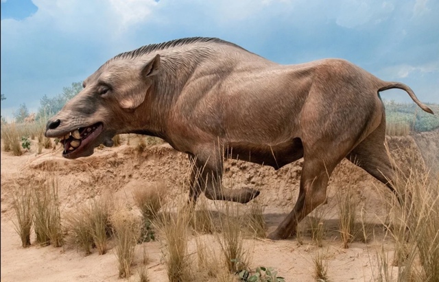 Адская свинья- деодон или динохиус
Деодон, вымерший ро...