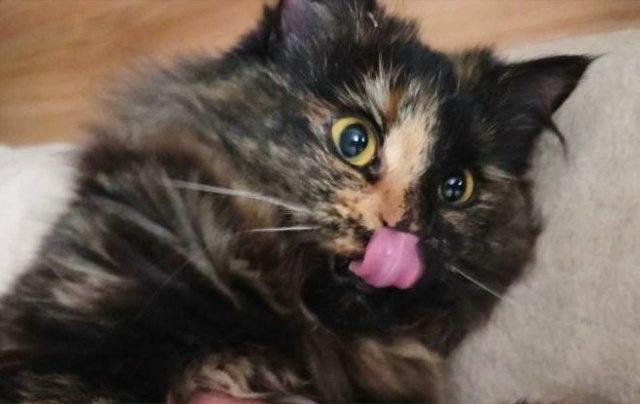 Киска Ириска 🐈‍⬛🍬