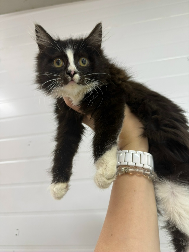 Прибились две красивые девочки, сейчас будут нескольк?...