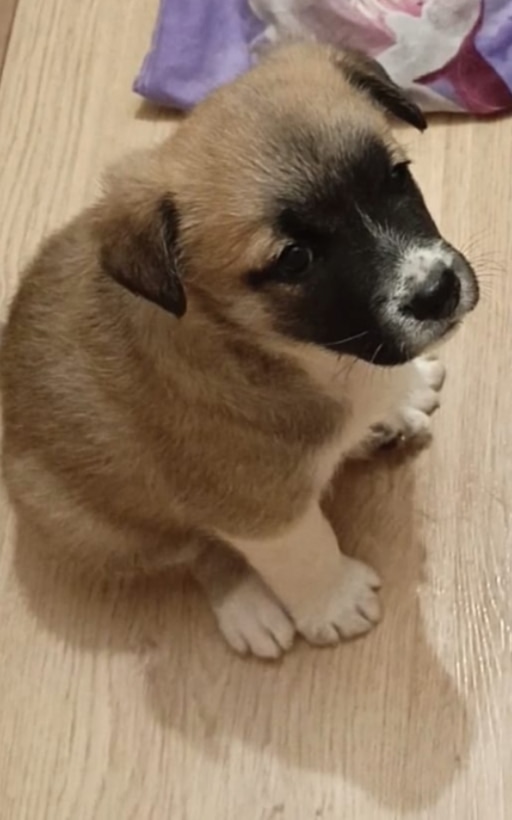 Анонимно
Щенок🐶 в поисках семьи🏡 Мама белый лабрадо...