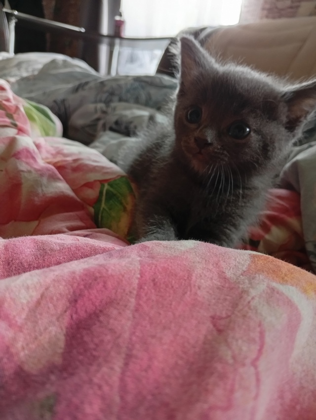 Анонимно, пожалуйста.
Отдаю котëнка (мальчик, 2 месяца).
...