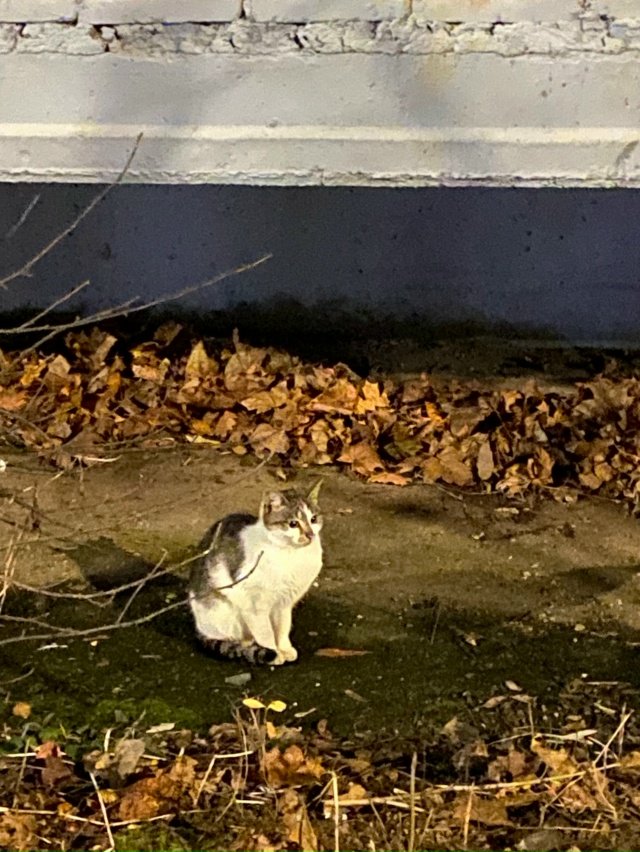 Студенческий 37, выглядит как домашняя
Кто потерял?