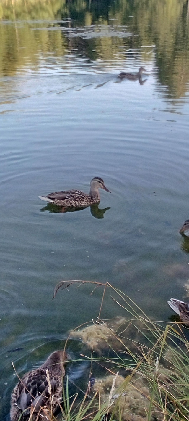 уточки на водокачке🦆🌊😍