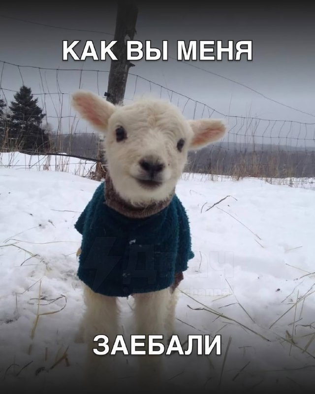 В Сети появились пикчи, которыми удобно отвечать коллегам в рабочих чатах
Они идеально подходят для